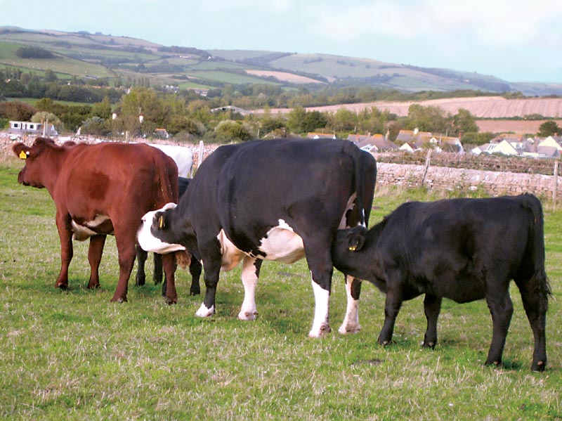 090824-The_Burton_Bradstock_Cow_Conga-Rachael_Shaw