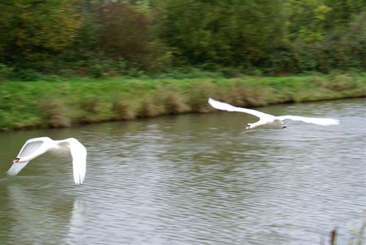 070821_Swans_in_flight_Richard_Bond