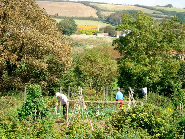 070913_Allotments