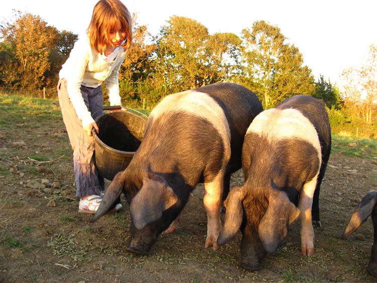 070915_Feeding_Time_Burton_Bradstock_Pig_Project_Dave_Dixon