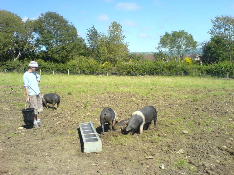 070916_Bathing_the_Pigs_Tilly_Dixon