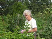 070728_Harvesting_on_the_allotment_Daphne_Ekins