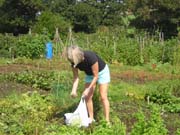 070728_Working_on_the_allotment_Daphne_Ekins