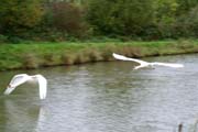 070821_Swans_in_flight_Richard_Bond