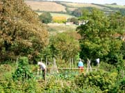 070913_Allotments