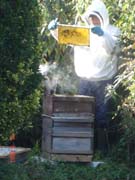 070915_Honey_production_in_Burton_Bradstock_Jan