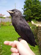 080711-Baby_Jackdaw_in_Garden-Jane_Croft