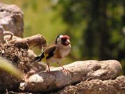 080913-Goldfinch_on_wall-Dennis_Lumley