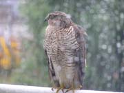 080913-Sparrow_hawk_in_rain-Carol_Lumley