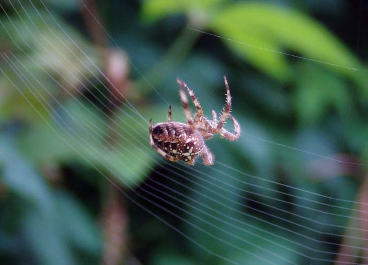 080302-Garden_Spider_Mike_Southgate