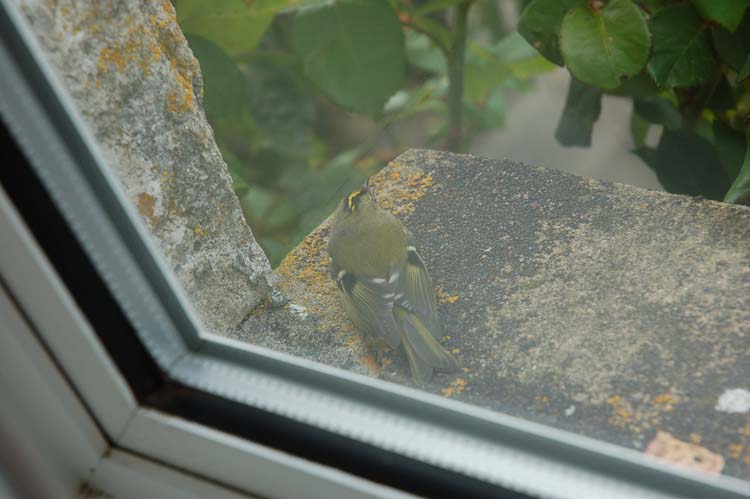 080311-Goldcrest_on_window_sill-Ken_Pett