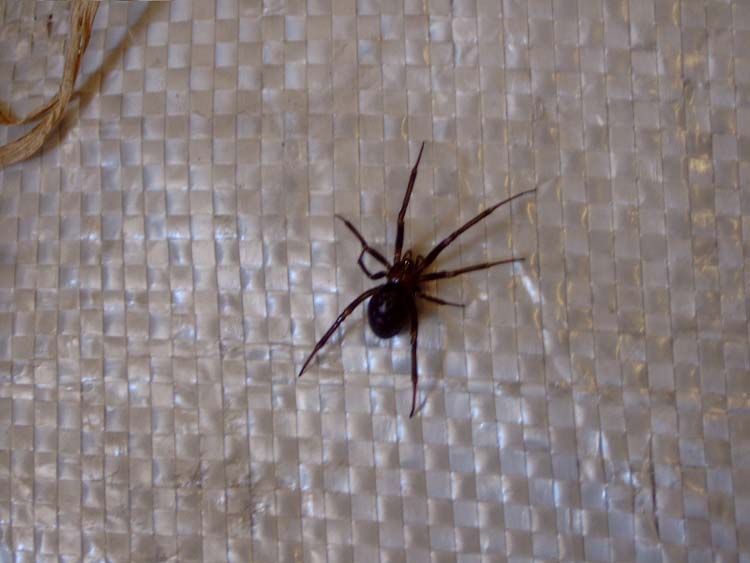 080320-Spider1-Ray_West