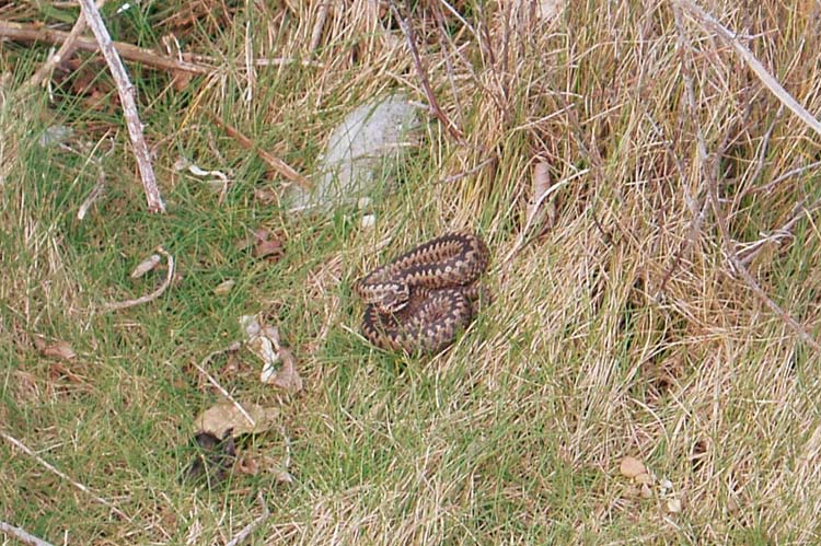 080327-Adder_on_Cogden