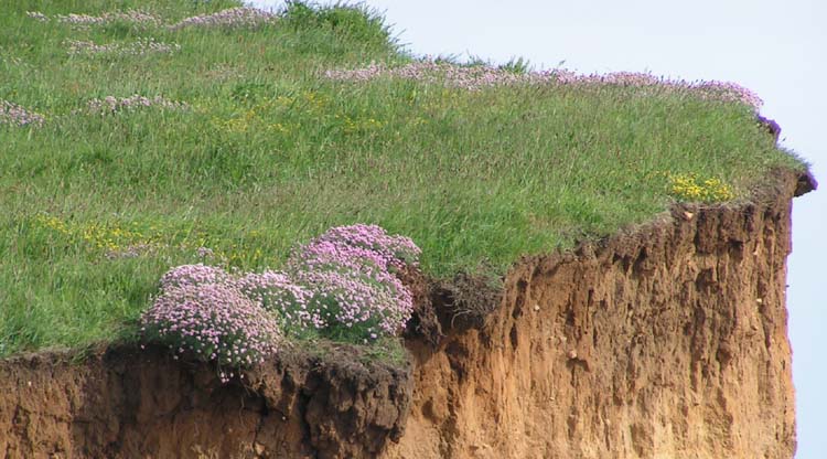 080504-Clifftop_Flowers-Paul_Wallis