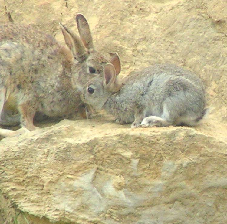 080604-'Burton'_the_bunny_with_mummy-