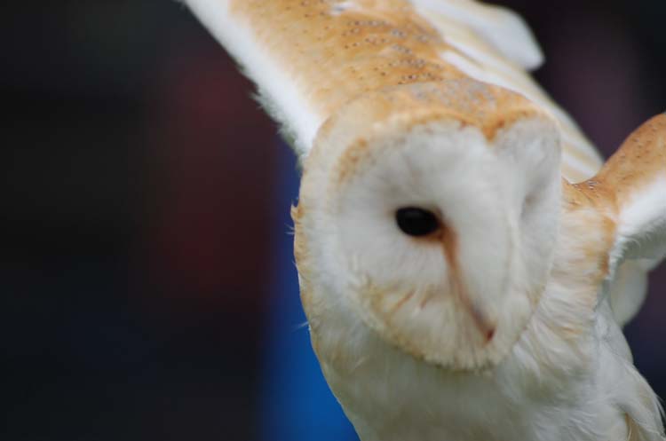 080624-Barn_Owl-Danny_Cavanagh