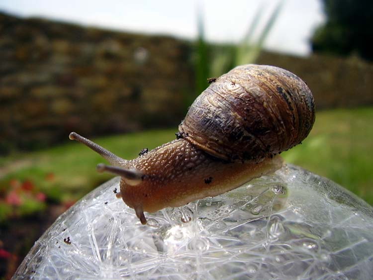 080711-Snail_in_Burton_Garden2-Jane_Croft