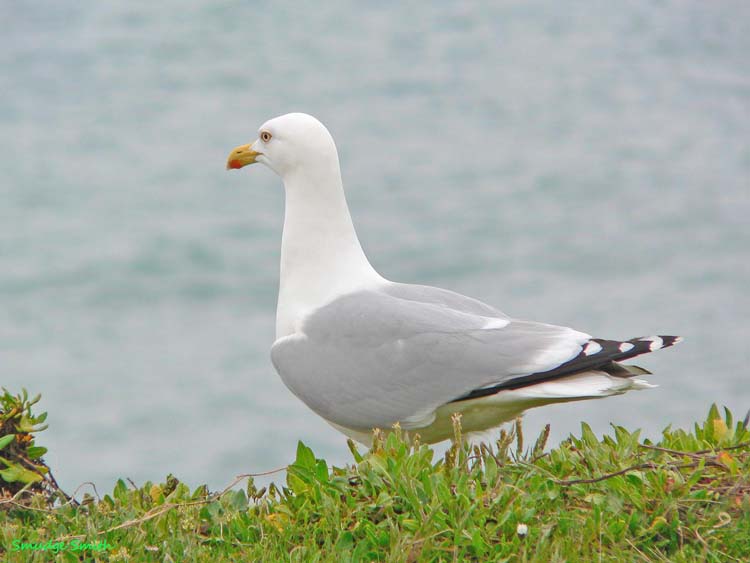 080730-Herring_Gull_Burton_Bradstock_Cliffs-Melvin_Smith