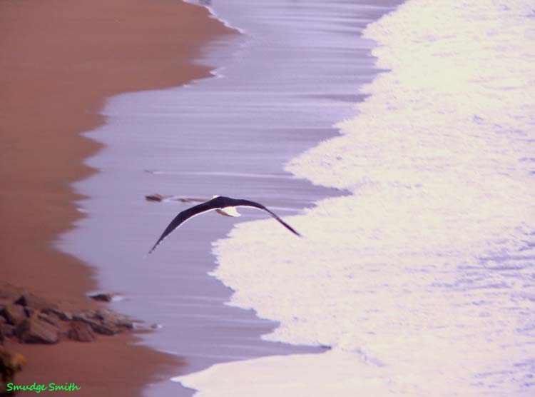 080730-Lesser-Black_Backed_Gull_Burton_Bradstock_Cliffs-Melvin_Smith