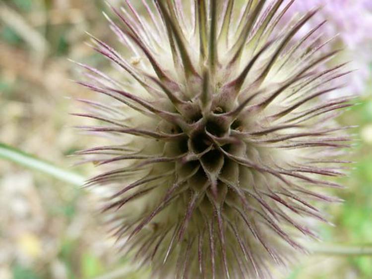 080818-Aerial_view_of_thistle-Tony_Combe