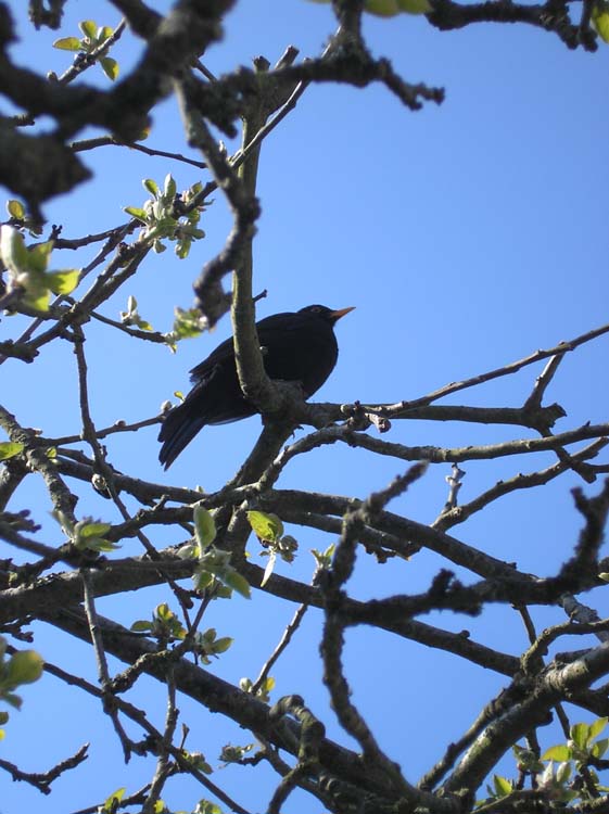 080818-Blackbird_in_my_apple_tree-Susan_Paul