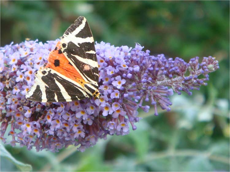 080829-Jersey_Tiger_(Day_Moth)_at_Norburton_Hall_II-Margaret_Jones