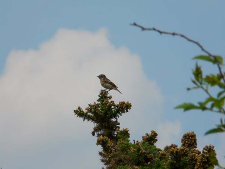 080829-Skylark-Tony_Combe