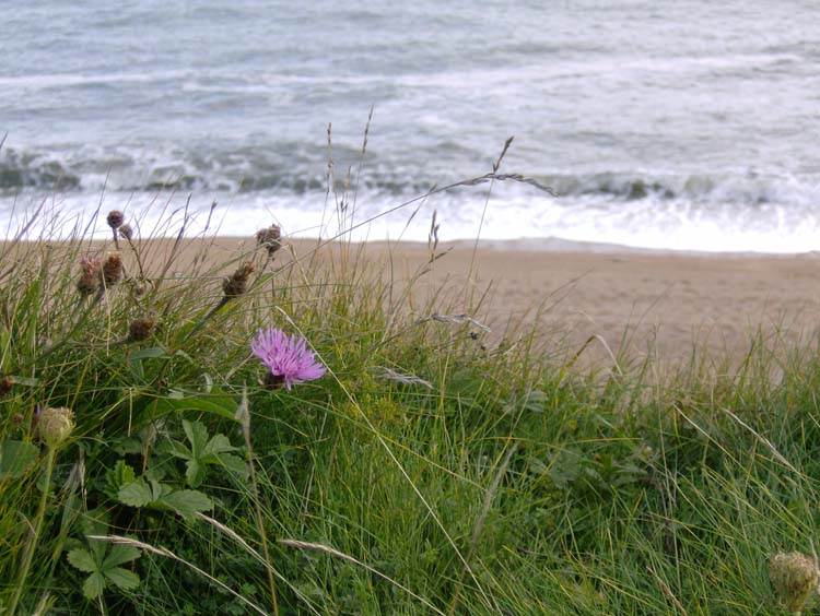 080831-Flower_on_Cliff-Laura_Hickey