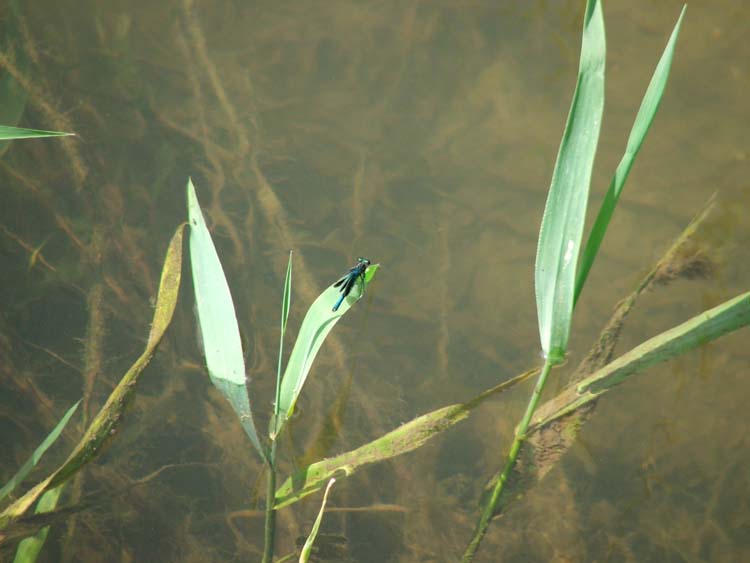 080903-Burton_Bradstock_river_dragon_fly-Andrea_Johnson