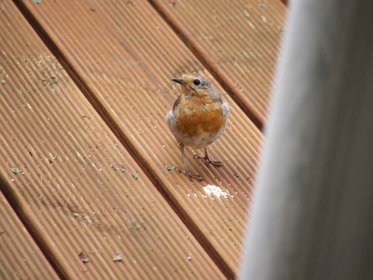 080903-robin_on_our_caravan_decking_at_coastal_caravan_park-Andrea_Johnson