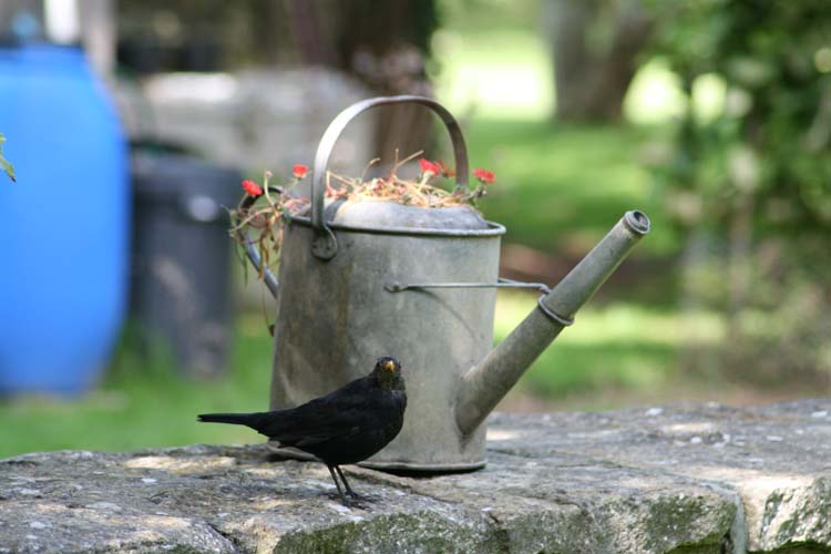 080906-Bird_with_Watering_Can-Janette_Bird