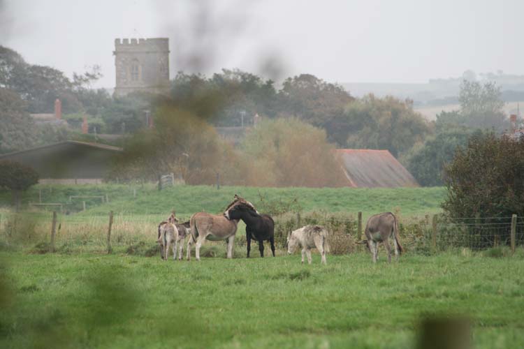 080906-Donkeys_in_the_mist-Janette_Bird