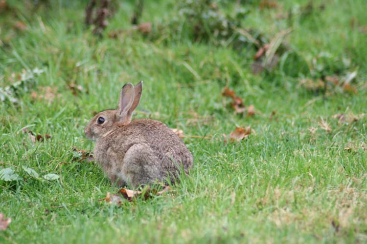 080906J-A_little_rabbit_out_in_the_cold-Thomas-Bird