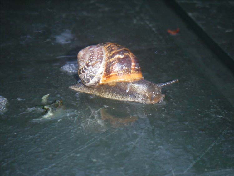 080906J-A_wet_snail_ewwwwwwww-Thomas_Bird