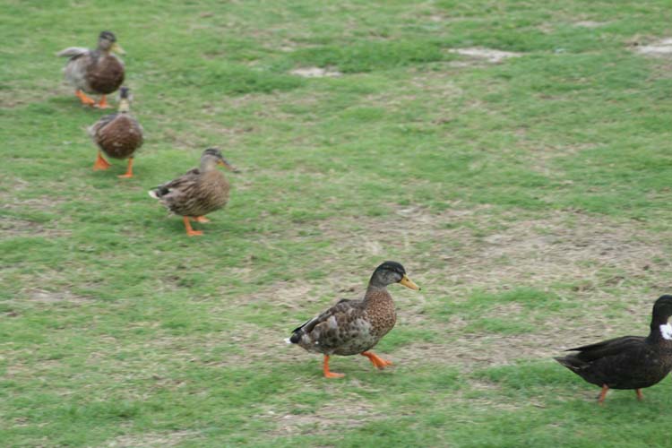 080906J_Ducks_going_for_a_swim-Thomas_Bird