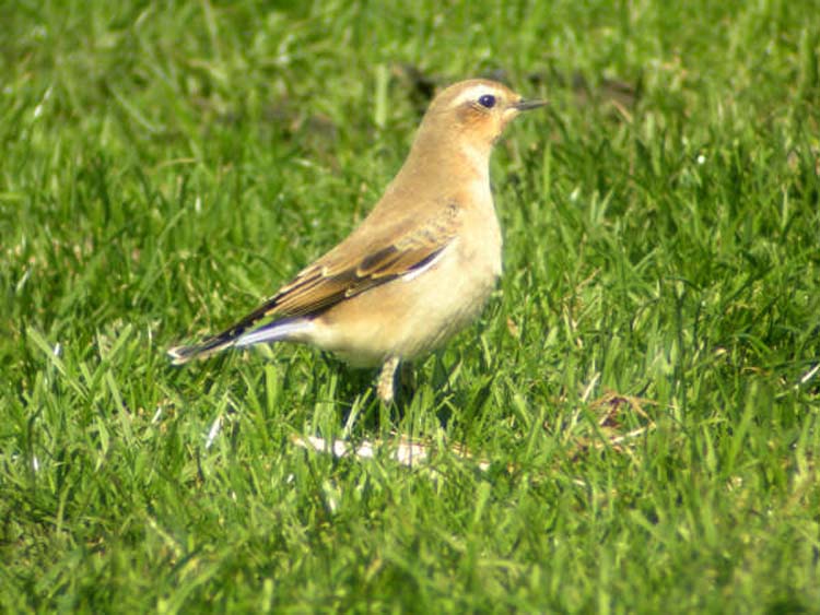 080909-Female_Wheatear-Kate_Rowe