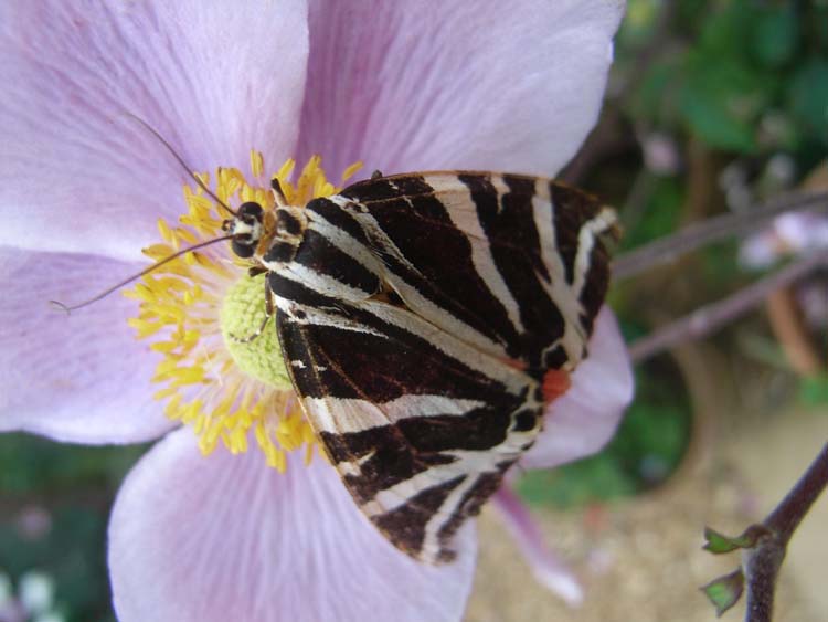 080909-Jersey_tiger_moth-Philip_Howse