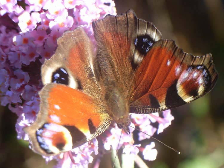 080909-Peacock_butterfly-Philip_Howse