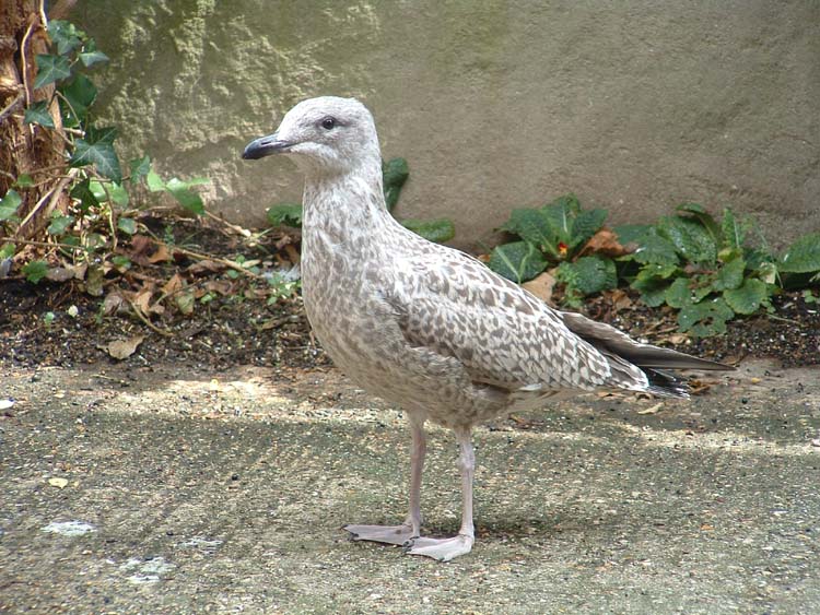 080913-Baby_Herring_Gull-Carol_Lumley