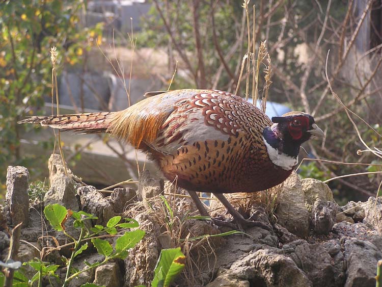 080913-Cock_Pheasant-Carol_Lumley