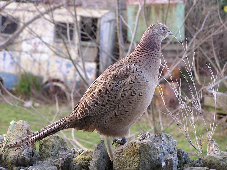 080913-Female_Pheasant-Carol_Lumley