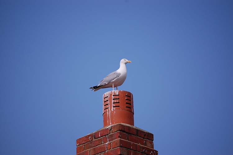 080913-King_of_the_chimney_pot-Simon_Kirby