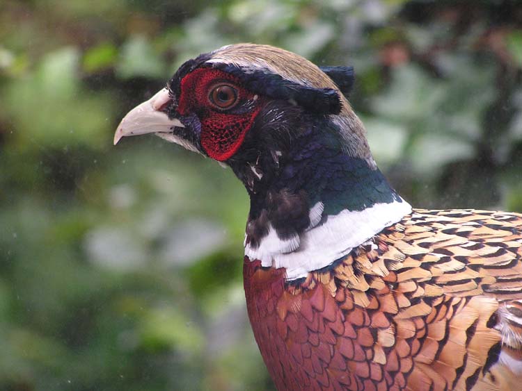 080913-Male_Pheasant-Carol_Lumley