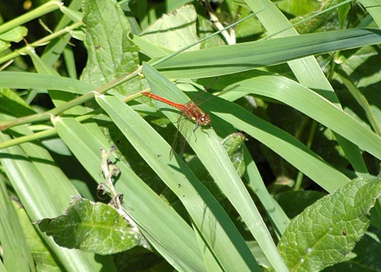 080914-A_Common_Darter-Pat_Hinton