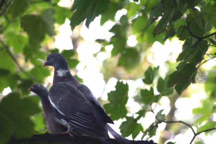 080915-A_Pair_of_Pigeons-Charles_Wheeler