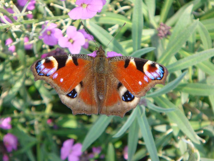 080915-Peacock_Butterfly_at_Rest-Denise_Rogers