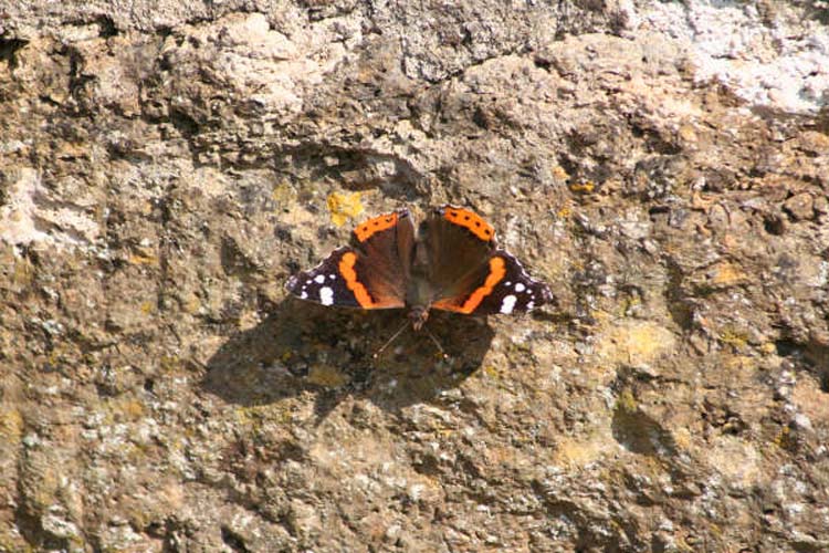 080915-Sunbathing_Butterfly-Charles_Wheeler