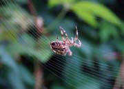 080302-Garden_Spider_Mike_Southgate