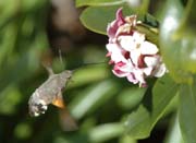 080302-Humming_Bird_Hawk_Moth-Mike_Southgate