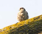 080307-Hawk_on_my_roof-Ken_Pett